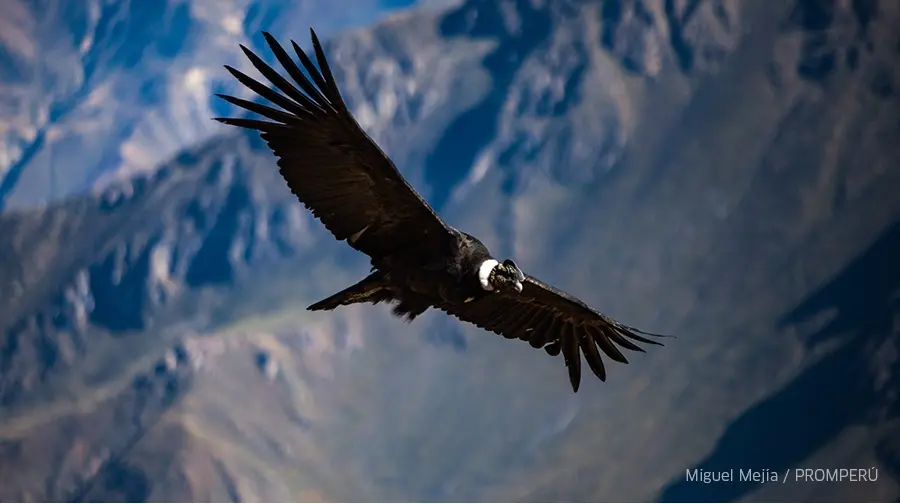 Cañón del Colca